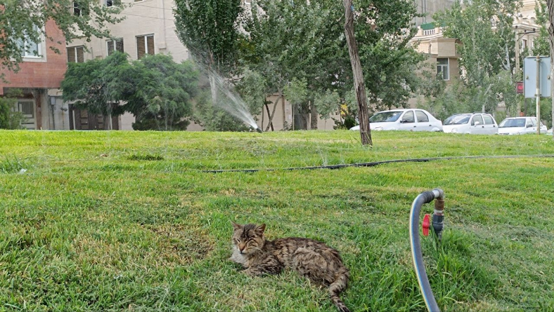 Oktay Vahidi Azar-اکتای وحیدی آذر -فرار گربه از گرما -تبریز - ولی عصر - میدان بهارستان